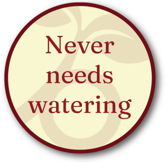 Never needs watering