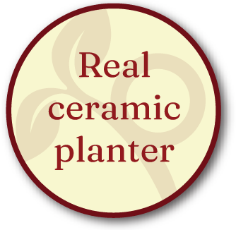 Real ceramic planter