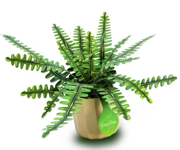 Boston Fern