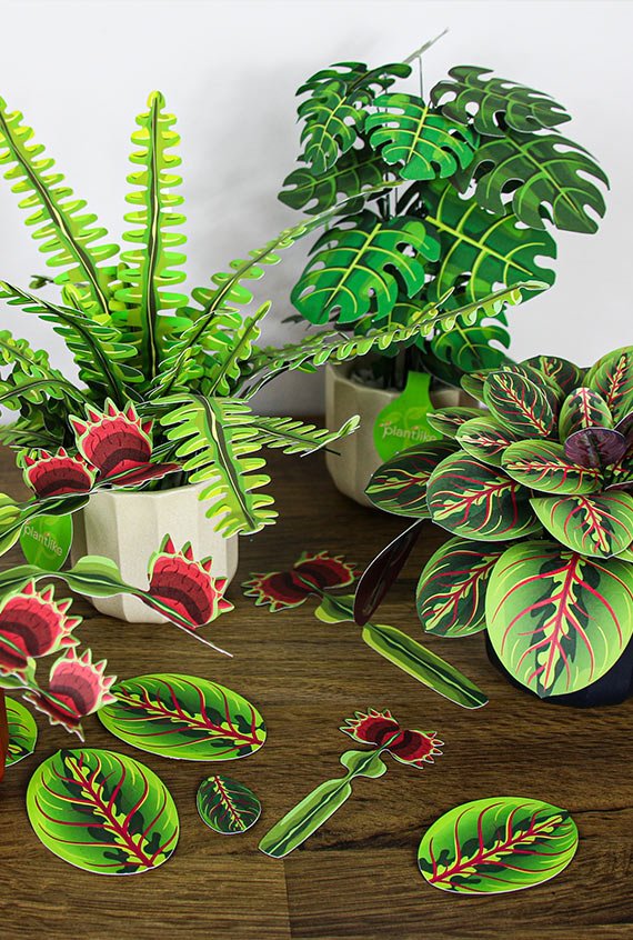 Boston Fern